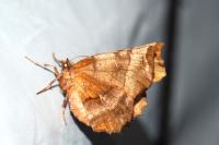 Selenia dentaria