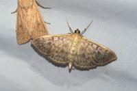 Patania ruralis
