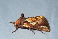 Plusia festucae