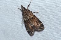 Eudonia mercurella