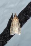 Eudonia pallida