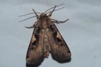Xestia c-nigrum