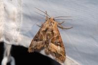 Phlogophora meticulosa