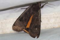 Noctua pronuba