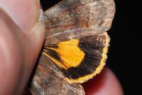 Noctua janthe