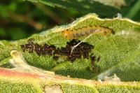 Parornix torquillella