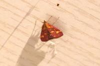 Pyrausta purpuralis