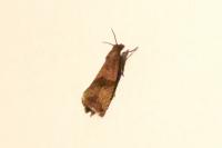 Celypha striana