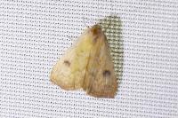 Rivula sericealis