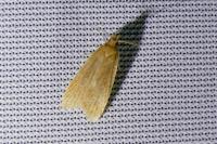 Helcystogramma rufescens