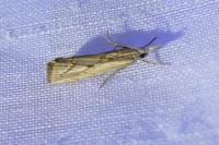 Agriphila geniculea