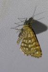 Chiasmia clathrata
