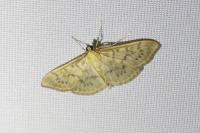 Patania ruralis