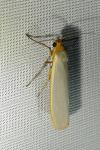 Eilema caniola