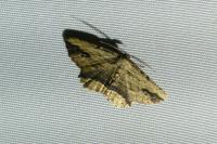 Menophra abruptaria