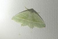Campaea margaritaria