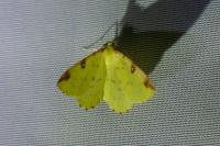 Opisthograptis luteolata