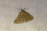 Polypogon plumigeralis