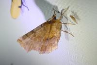 Selenia dentaria