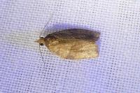 Pandemis heparana