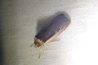 Ochropleura leucogaster