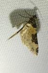 Xanthorhoe fluctuata
