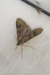 Nomophila noctuella