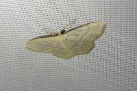 Idaea subsericeata