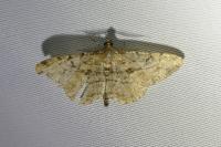 Peribatodes rhomboidaria