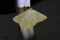 Ourapteryx sambucaria