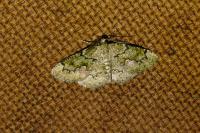 Cleorodes lichenaria