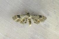 Eupithecia centaureata