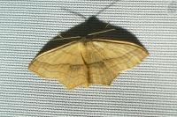 Scopula imitaria