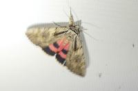 Catocala optata