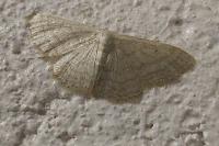 Idaea subsericeata