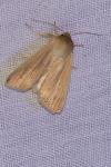 Mythimna pallens