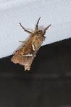 Triodia sylvina