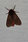 Phragmatobia fuliginosa