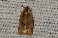 Clepsis rurinana