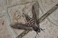 Agrius convolvuli