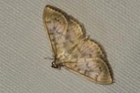 Patania ruralis