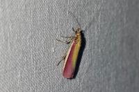 Oncocera semirubella