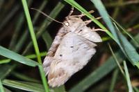 Epirrhoe alternata