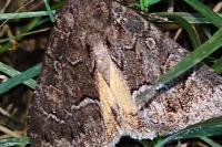 Thalpophila matura