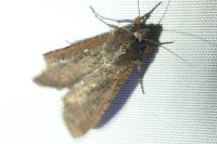 Peridroma saucia