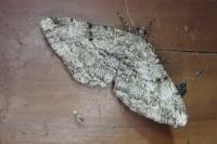 Peribatodes rhomboidaria