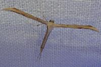 Emmelina argoteles/monodactyla