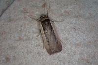 Ochropleura leucogaster