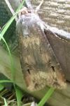 Agrotis ipsilon