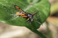 Pyropteron chrysidiforme